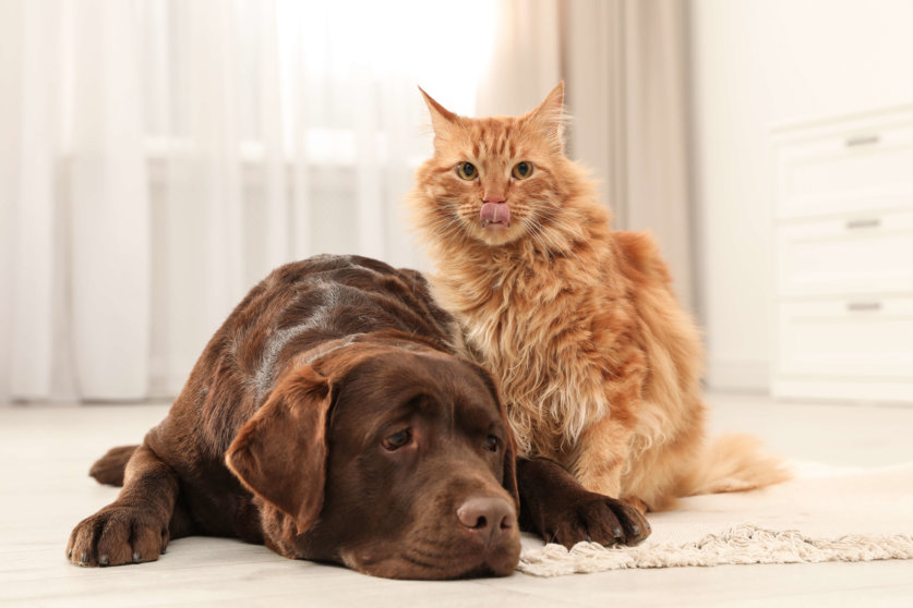Cat and dog together on floor indoors. Fluffy friends