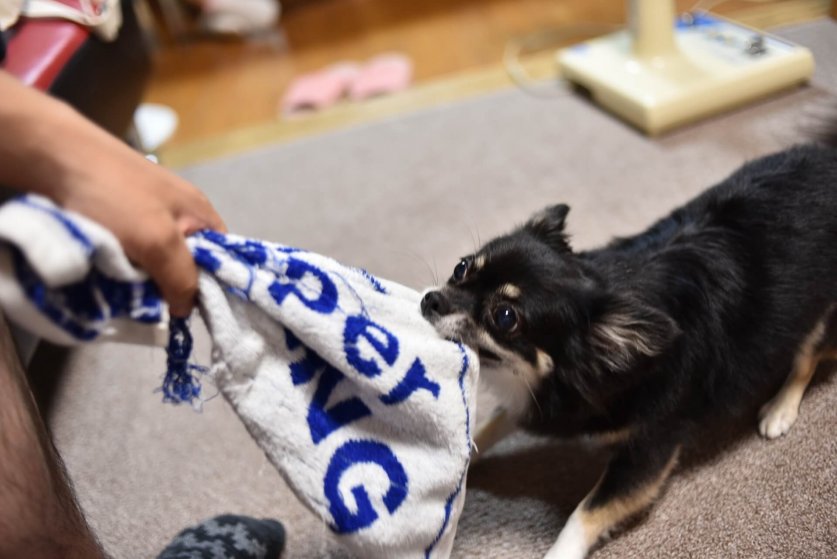 separation-anxiety04