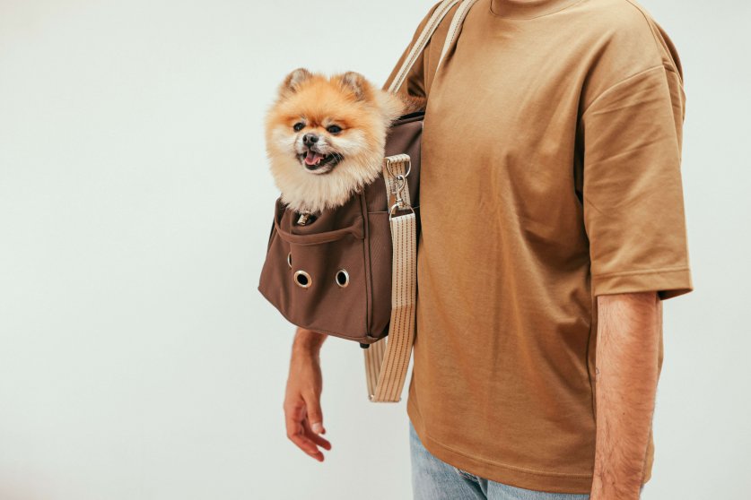 pomeranian05