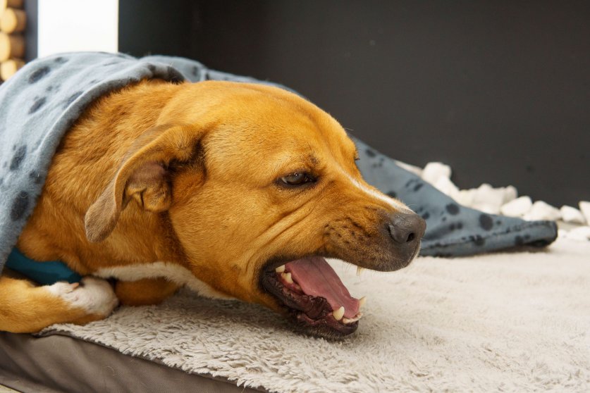 A dog is laying on a bed with a blanket over its head. The dog is panting and he is in a relaxed state