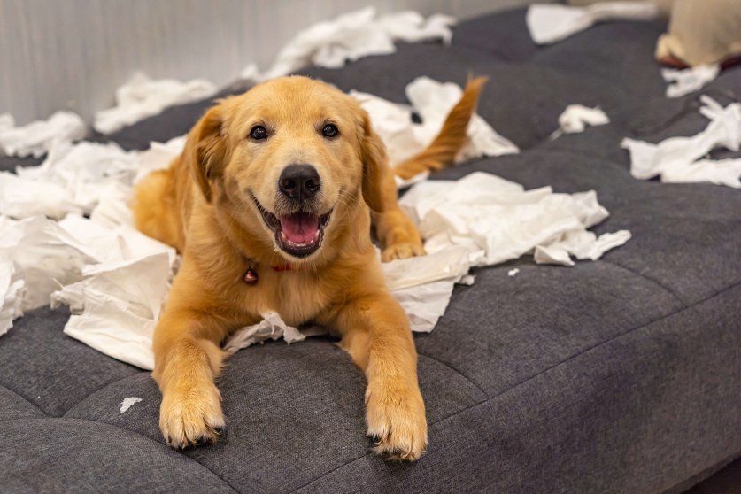Naughty golden retriever dog playing white tissue paper at home