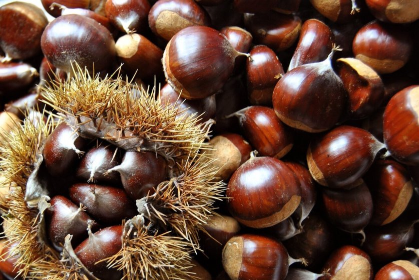chestnut04