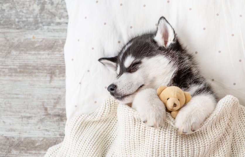 Sleeping Siberian Husky puppy embracing toy bear on pillow under blanket. Top view. Empty space for text