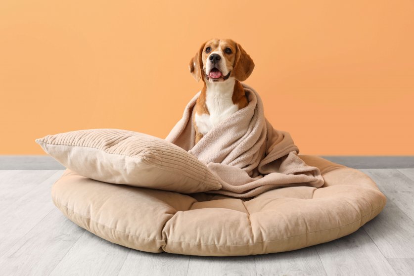 Cute Beagle dog with plaid and soft pillow sitting in pet bed near orange wall